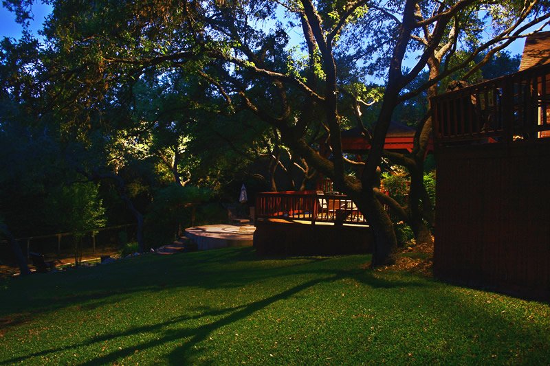 Down lighting on trees